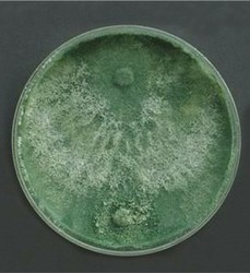 تجزیه زیستی انواع پلیمرها توسط میکرو ارگانیسم قارچی